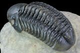 Reedops Trilobite - Beautiful Eye Detail #87466-4